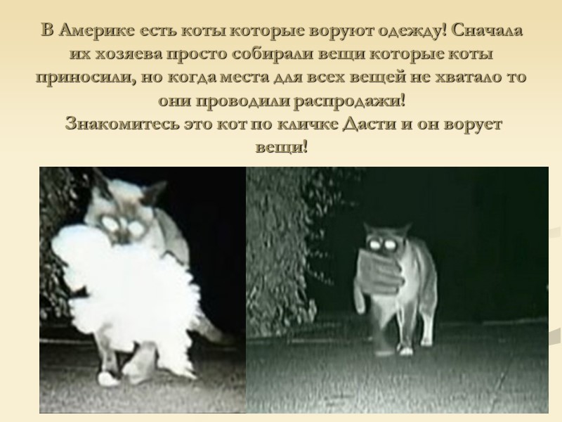 В Америке есть коты которые воруют одежду! Сначала их хозяева просто собирали вещи которые